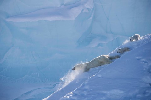 Polar bears