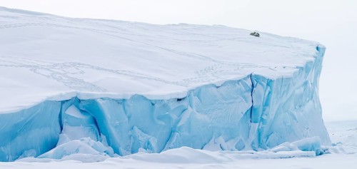 Polar bears