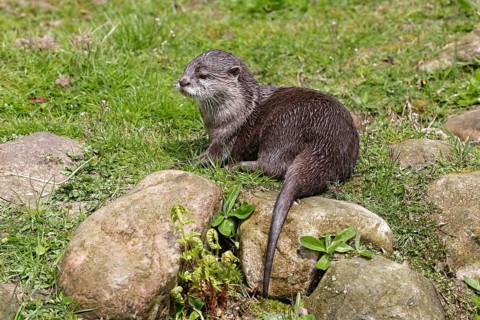 Oriental small-clawed otter