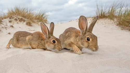 Wild rabbits