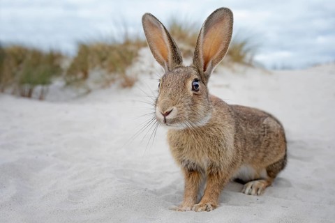 Wild rabbit