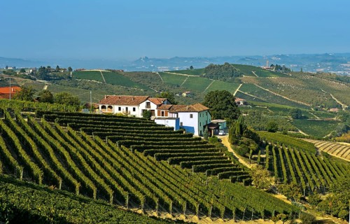 Winery and vineyards of Nebbiolo grapes for Barbaresco red wine