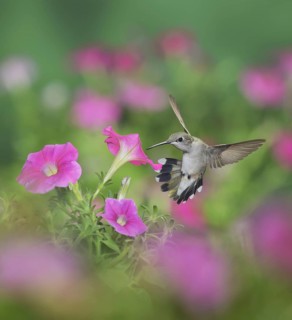 Ruby-throated Hummingbird