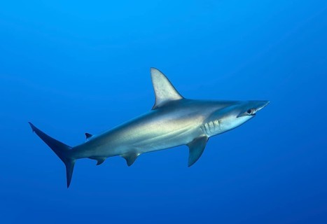 Scalloped hammerhead shark