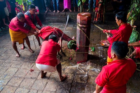 Priest with big sword sacrificing water buffalo