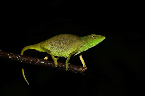 Glaw's chameleon