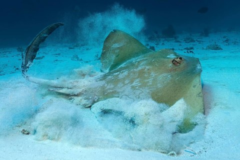 Cowtail stingray