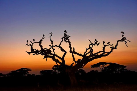 White Storks