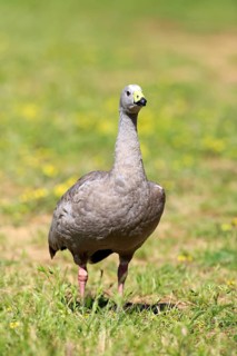 Cape Barren goose