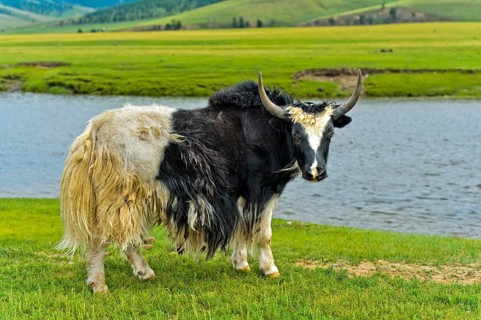 Yak