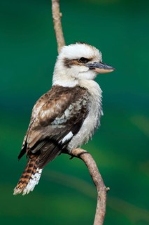 Laughing kookaburra