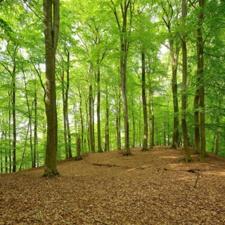 Untouched beech forest