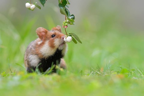 European hamster