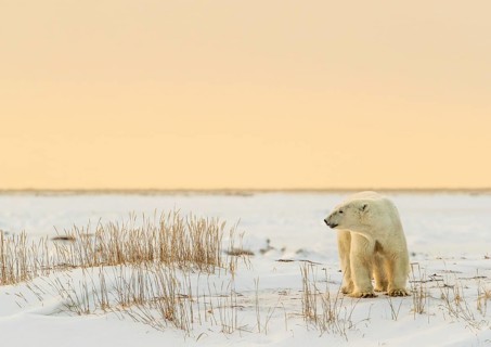 Polar bear