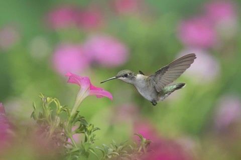Ruby-throated Hummingbird