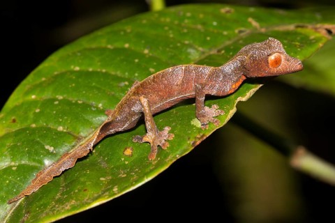 Uroplatus