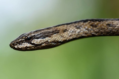 Malagasy colubrid