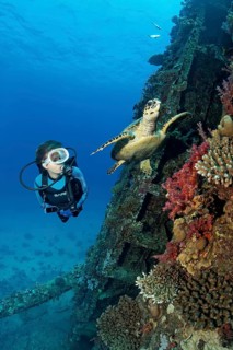 Diver observing loggerhead sea turtle