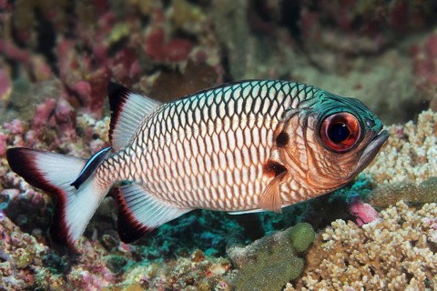 Shadowfin soldierfish