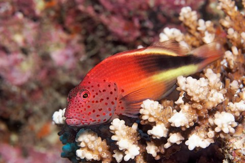 Blackside Hawkfish