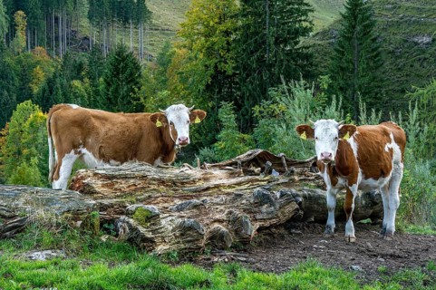 Cattle