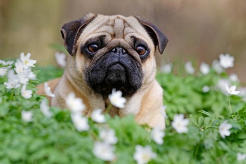 Pug lying in meadow with wood anemones