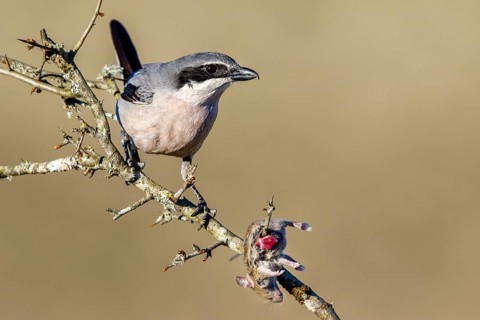 Southern grey shrike