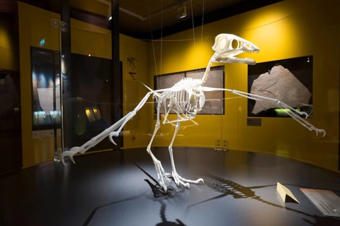 Model skeleton of archaeopteryx