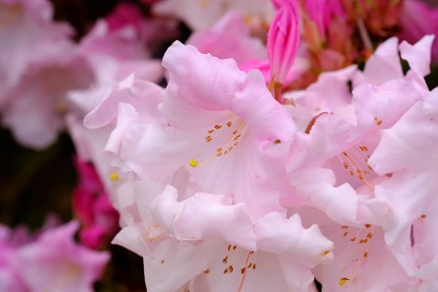 Flower of Rhododendron 'Venus'