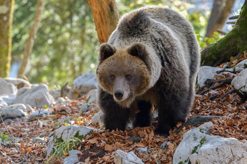 European brown bear or Eurasian Brown Bear