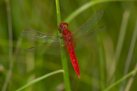 Red Dragonfly