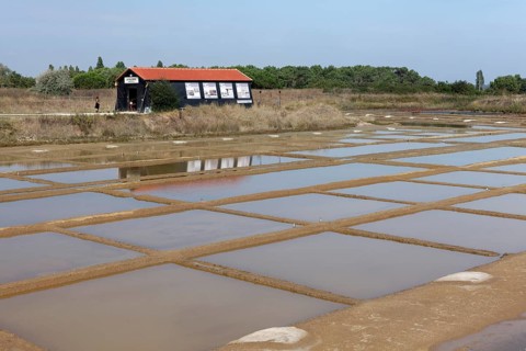 Salt marshes