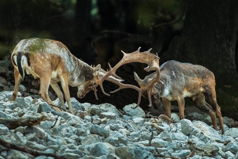 Fallow deer