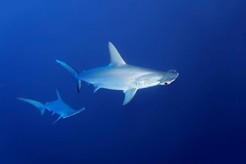 Two scalloped hammerhead sharks