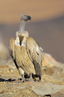 Cape vulture