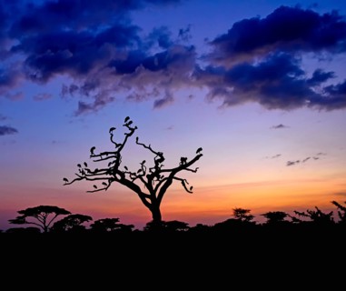 White Storks
