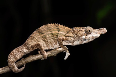Rhino chameleon