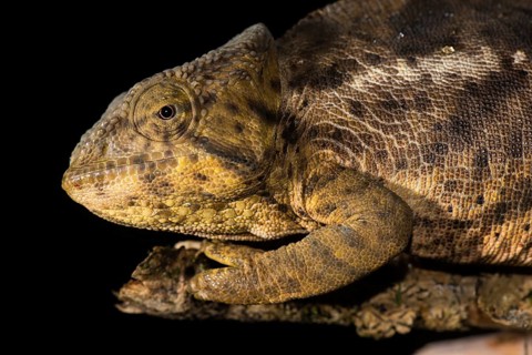 Female chameleon