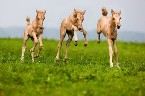 Palomino Morgan horse foals galloping