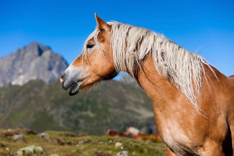 Haflinger