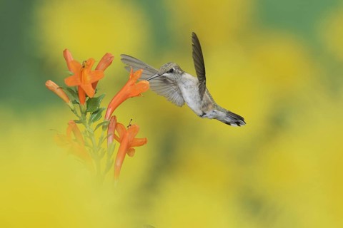Ruby-throated Hummingbird
