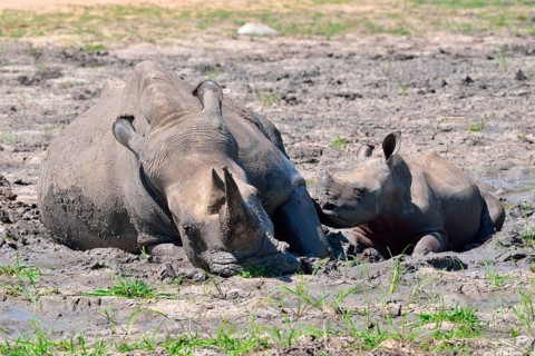 White rhinoceroses