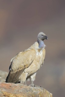 Cape vulture
