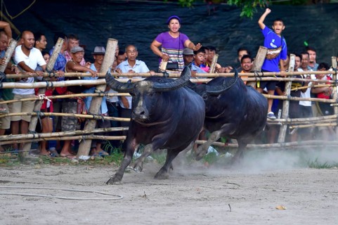 Two water buffalos
