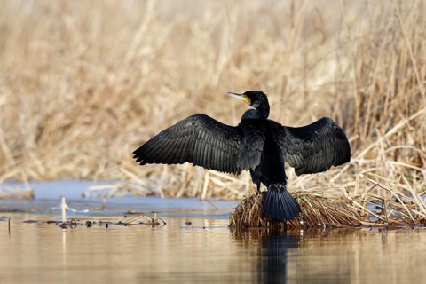 Great cormorant