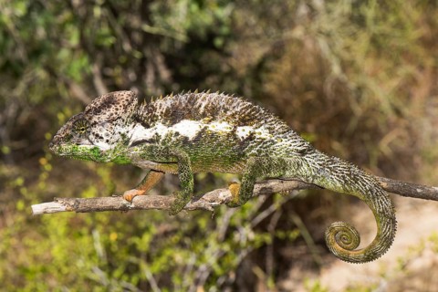 Madagascar giant chameleon