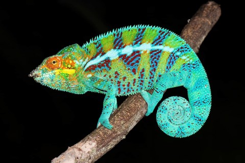 Panther chameleon
