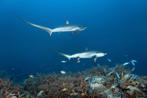 Common thresher