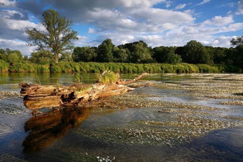 River water-crowfoot