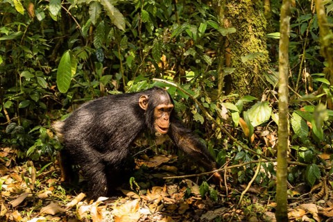 Common chimpanzee